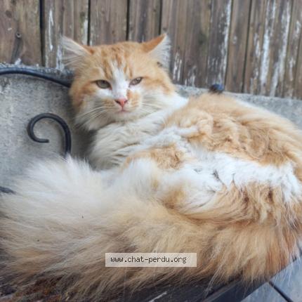 Photo 1/1 Found cat Found in Frepillon