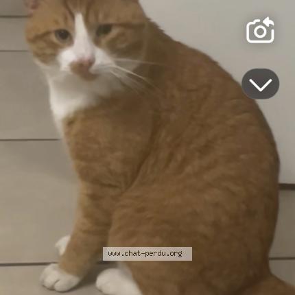 Photo 1/1 NAOUR Chat lost in Olivet