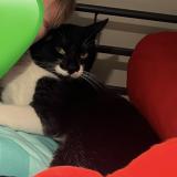 Picture of cat lost at Hyeres