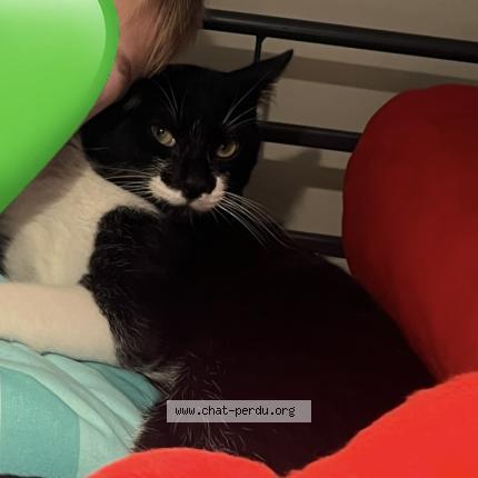 Photo 1/1 Creeper Chat lost in Hyeres