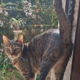 Picture of cat lost at Nice