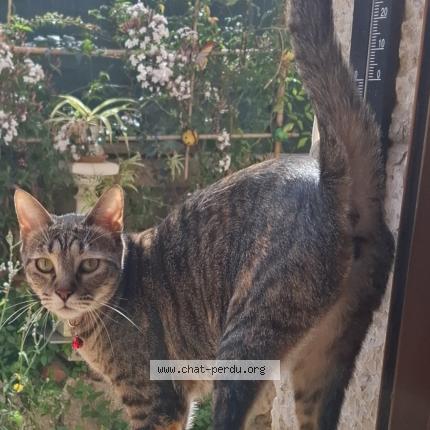 Photo 1/5 MYRIAM AROUA Chat lost in Nice