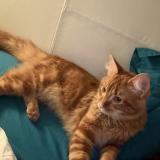 Picture of cat found at Merignac