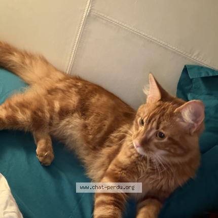 Photo 1/2 Found cat Found in Merignac