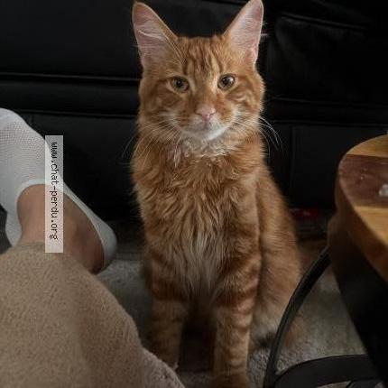 Photo 2/2 Found cat Found in Merignac