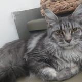 Picture of cat lost at Bandol