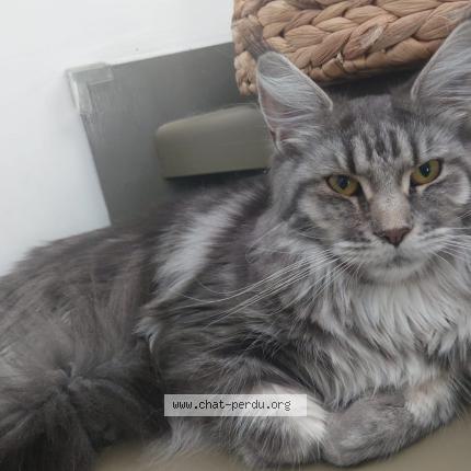 Photo 1/1 Vesta Chat lost in Bandol