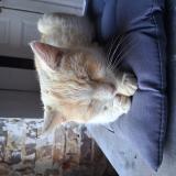 Picture of cat found at Chevillon