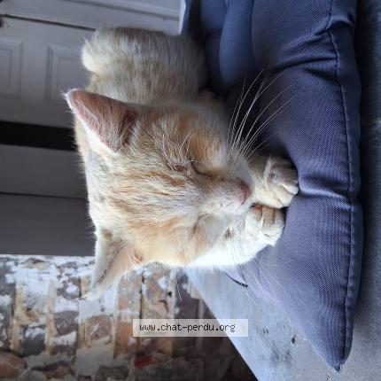 Photo 1/1 Found cat Found in Chevillon