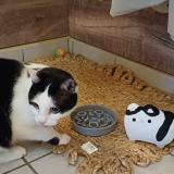 Picture of cat lost at Helmsange