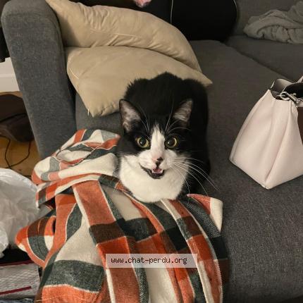 Photo 1/1 Soockie Chat lost in Clichy