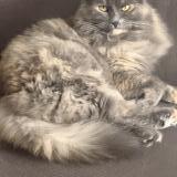 Picture of cat lost at Payerne