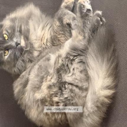 Photo 1/1 Luna Chat lost in Payerne