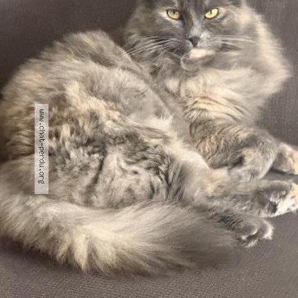 Foto 1/1 Luna Gatto smarrito a Payerne