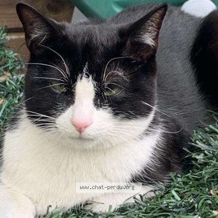 Photo 1/5 Domino Chat lost in Gennevilliers