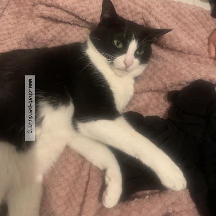 Photo 2/5 Domino Chat lost in Gennevilliers