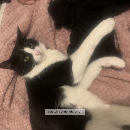 Photo 4/5 Domino Chat lost in Gennevilliers