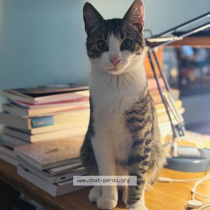 Photo 1/1 Bravo Chat lost in Bruges