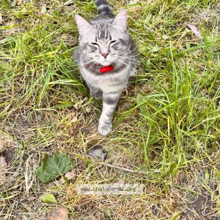 Photo 1/1 Fluffy Chat lost in Ramatuelle