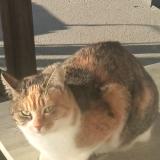 Picture of cat lost at Flavin