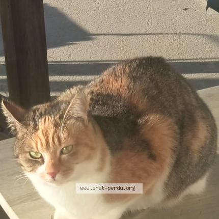 Photo 1/1 Naya Chat lost in Flavin