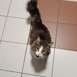Picture of cat found at Istres