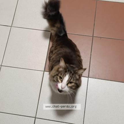 Photo 1/1 Found cat Found in Istres