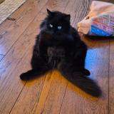 Picture of cat lost at Gournay Sur Marne 93460