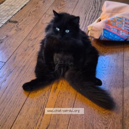 Photo 1/1 Rocket Chat lost in Gournay sur marne 93460