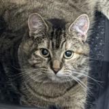 Picture of cat lost at Sassenay