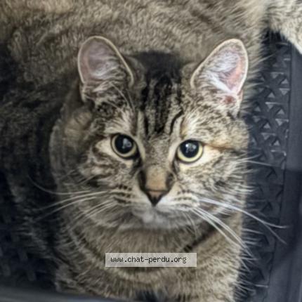 Photo 1/1 Mia Chat lost in Sassenay