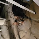 Picture of cat found at Pau