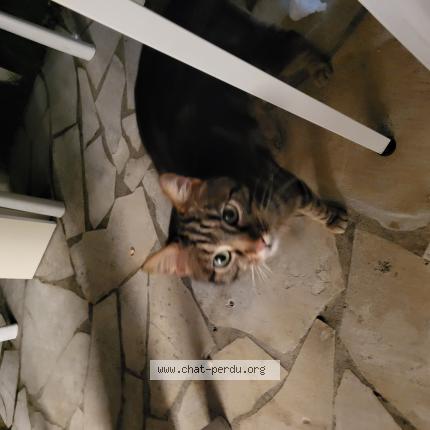 Photo 1/1 Found cat Found in Pau