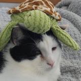 Picture of cat lost at Villeneuve Saint Germain