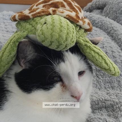 Photo 1/1 waykey Chat lost in Villeneuve saint germain