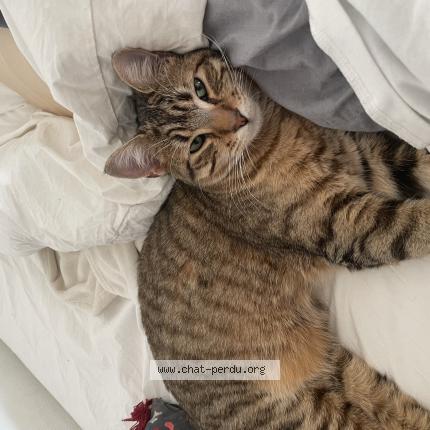 Photo 1/1 Capi Chat lost in Grenoble