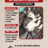Picture of cat lost at Maipu