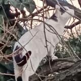 Picture of cat found at Saint Etienne