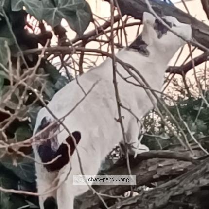 Photo 1/1 Found cat Found in Saint etienne