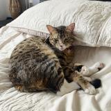 Picture of cat lost at Bogota