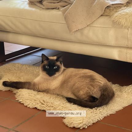 Photo 1/1 Amandine SAINT HILLIER Chat lost in Nimes