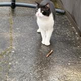 Picture of cat found at Villiers Sur Marne