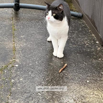 Photo 1/1 Found cat Found in Villiers sur marne