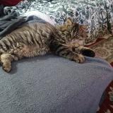 Picture of cat lost at Montgivray