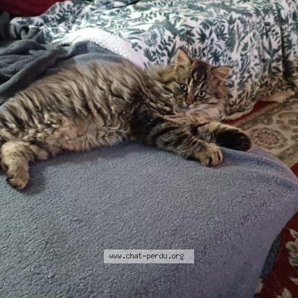 Photo 1/3 Tickle Chat lost in Montgivray