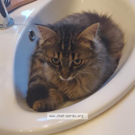 Photo 2/3 Tickle Chat lost in Montgivray