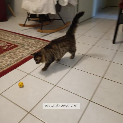 Photo 3/3 Tickle Chat lost in Montgivray