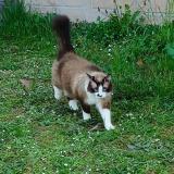 Picture of cat lost at Firmi