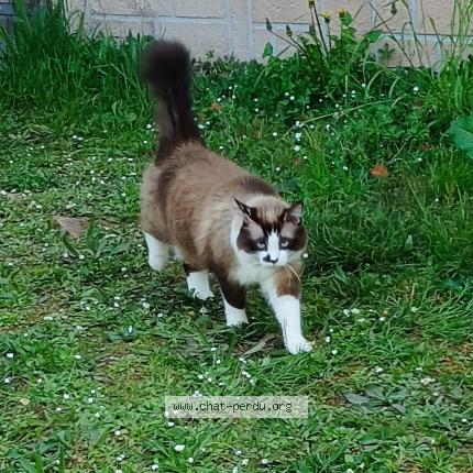 Photo 1/1 Loulou Chat lost in Firmi