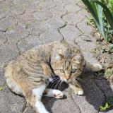 Picture of cat lost at Strasbourg